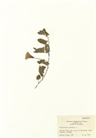 藏品(田旋花)的圖片